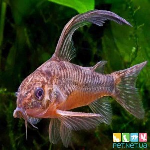 Аквариумная рыбка - Сомик Крапчатый Вуаль | Купить аквариумную рыбку
